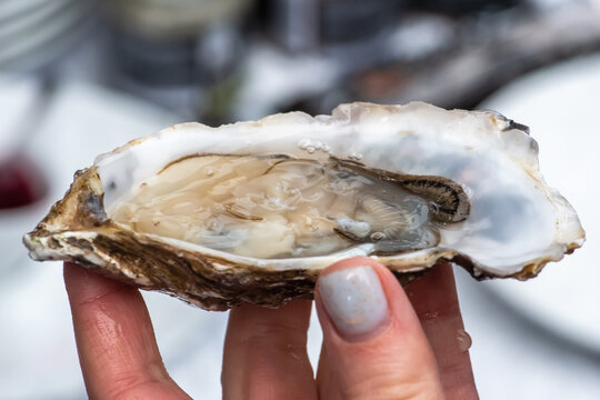 Oyster in the wet hand of a girl with painted nails ready to eat, close up