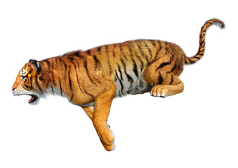 3D Rendering Big Cat Tiger on White
