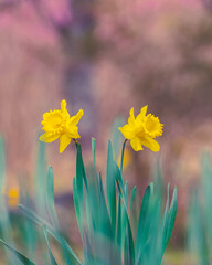 早春の公園に咲くラッパスイセンの花　クローズアップ