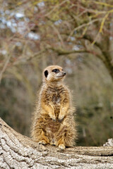 Meerkat portrait 