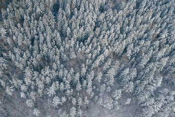 Many of the trees covered in snow. Top aerial view of forest in the Carpathian mountains. Majestic background