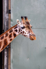 Side profile of giraffe