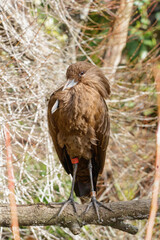 Hamerkop posing 