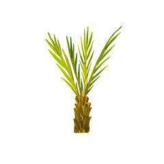Obraz premium Small tropical palm trees isolated on a white background. Watercolor illustration of exotic plants. Botanical drawing from the island collection. Hawaii. A tree with coconuts. Suitable for design.