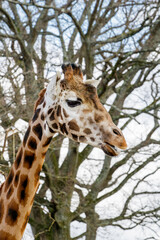 Rothschilds giraffe 