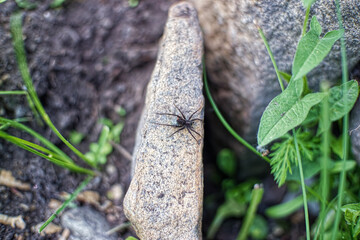 the spider on the stone