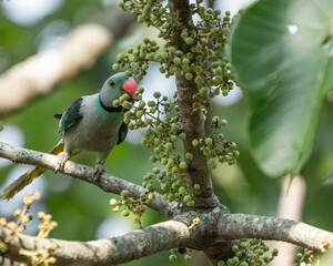 A blue winged parakeet having fruit from tree