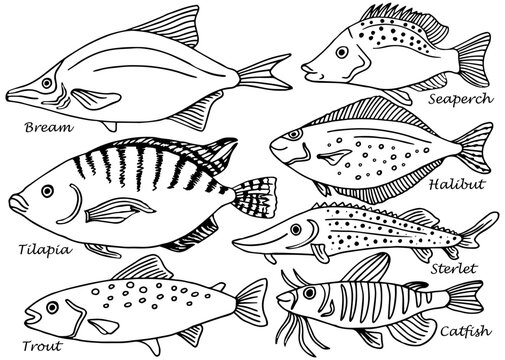 Set of isolated line hand drawn fish with names. Sketch collection