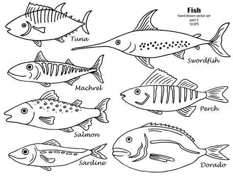 Set of isolated line hand drawn fish with names. Sketch collection