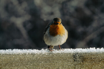 A stunning animal portrait of a Robin in the snow