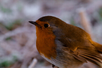 A stunning animal portrait of a Robin in the snow