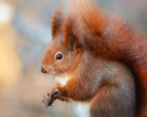 Red Squirrel qith a dirty nose and dirty paws 