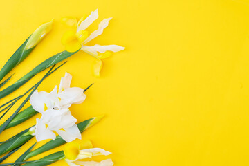 Iris flowers on yellow background