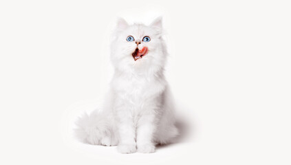 Funny large longhair white cute kitten with beautiful big eyes. Pets and lifestyle concept. Lovely...