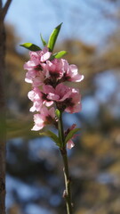 Flor de durazno