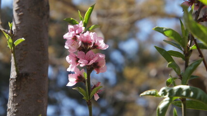 Flor de durazno