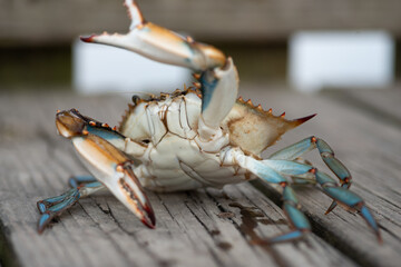 A Blue Crab Showing Off His Moves In Southeast Louisiana. © Isaac