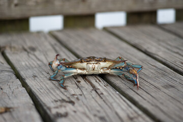 A Louisiana Blue Crab On A Wooden Pier In Southeast Louisiana 2023.
