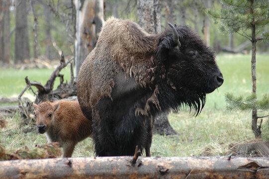 female buffalo with orange calf in Yellowstone National park in the rain in spring