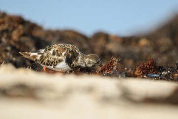 Turnstones among the seaweed and sand on a beach in Fuerteventura