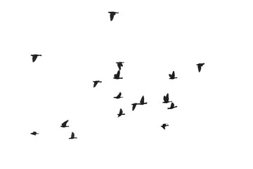 Flocks of flying pigeons isolated on white background. Save with clipping path. - 580757013