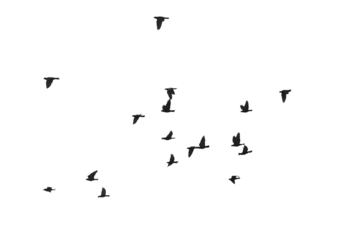 Flocks of flying pigeons isolated on white background. Save with clipping path.