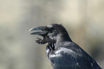 Raven portrait profile in Yellowstone National Park