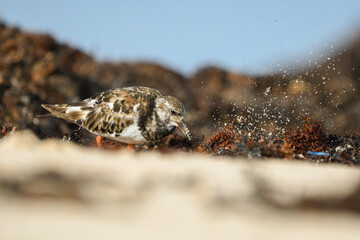 Turnstones among the seaweed and sand on a beach in Fuerteventura
