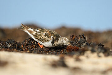 Turnstones among the seaweed and sand on a beach in Fuerteventura