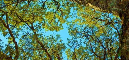 Fototapeta premium Big beautiful tree with a long branches against blue sky. Beautiful wild nature. Low angle view to the tree trunk with the long branches and fresh new leaves, textured bark. Beautiful Spring season