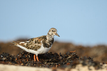 Turnstones among the seaweed and sand on a beach in Fuerteventura