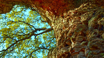 Old huge Tree trunk with textured bark. Big beautiful tree with a long branches. Fresh green leaves on the branches of  the tree against blue sky. Beautiful wild nature.