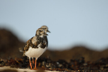 Turnstones among the seaweed and sand on a beach in Fuerteventura