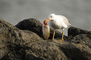 Close-up of a yellow-legged gull eating a fish