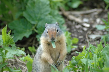 ground squirrel with a blade of grass in its mouth surrounded by plants in Glacier National Park