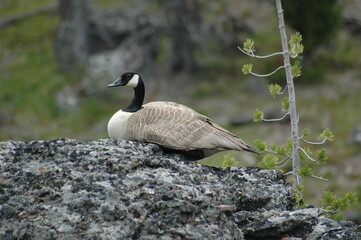 Canadian Goose on a lichen covered rock by a pine tree in Yellowstone National Park in Spring
