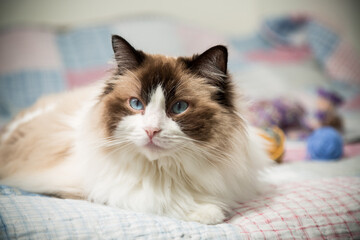 Fototapeta na wymiar Beautiful domestic purebred cat Ragdoll, lies on the bed