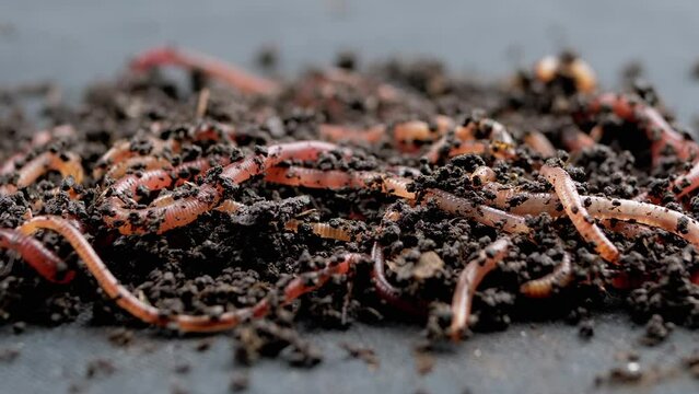 Close up Crawling Red Earthworms in Black Soil Isolated on Black Background. Slow motion. A group of wriggling earthworms in wet compost. Fishing worms. Red worms Dendrobaena. Loosening fertile soil.