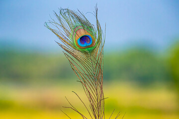 A Peacock feather in its full beauty