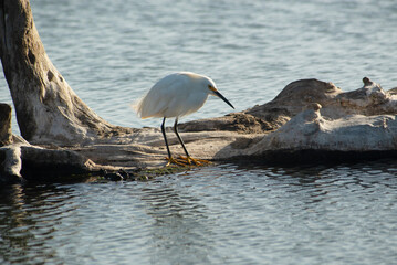 Garza en la laguna