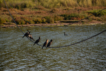 Yecos sobre cable en la laguna