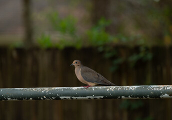 A Southeast Louisiana Mourning Dove. March 2023.