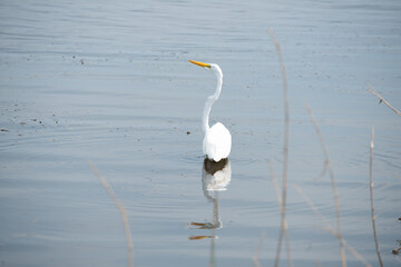 A Great Egret Turning It's Head As It Walks To Deeper Water. Lacombe Louisiana. March 2023.