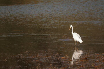 Great Egret