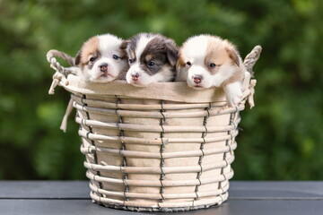 Three little puppies of welsh corgi pembroke breed dog sitting together in basket outdoors at summer