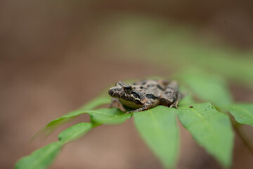 Small Wild Cricket Frog On A Fern Frond. Louisiana 2023.