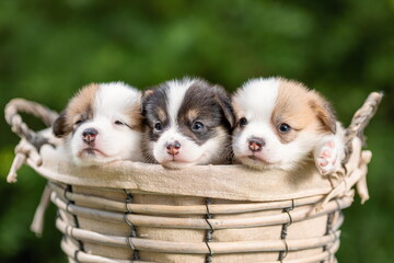 Three little cute puppies of welsh corgi pembroke breed dog in basket at nature - obrazy, fototapety, plakaty