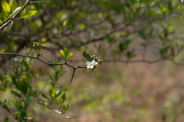 A Blooming Wild Mayhaw Tree In Slidell Louisiana. March 2023.