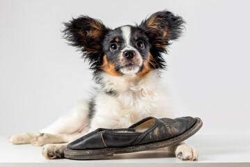 Little puppy of papillon dog playing with old slipper on white background