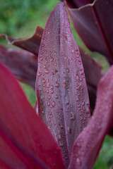 rain drops on purple jungle leaf